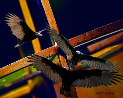 Turkey Vultures in Flight