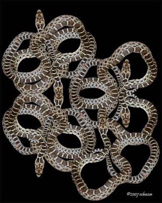 All Coiled Up
