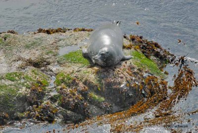 Harbor seal enjoys the sun.