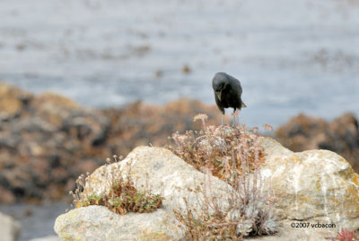 Crow