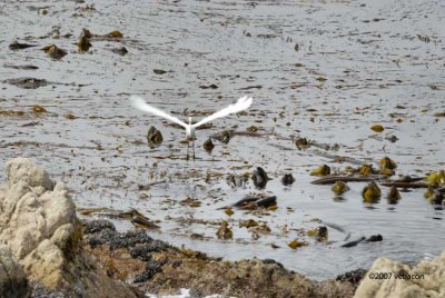 Snowy Egret in flight