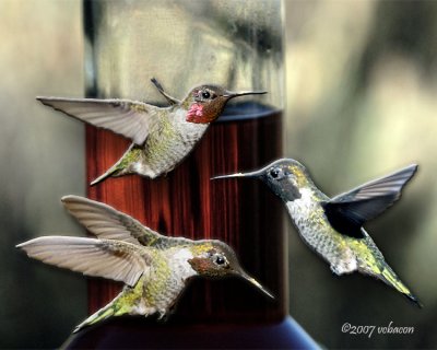 Rally around the Feeder, version 1