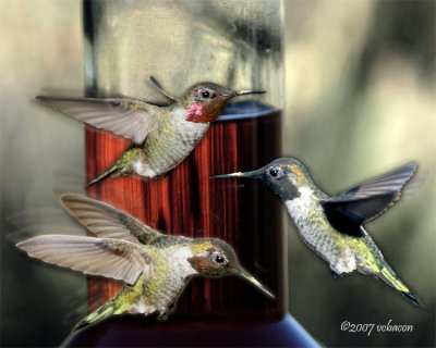 Rally Round the Feeder, version 2