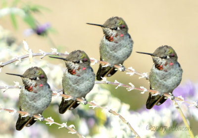 Four Soldiers