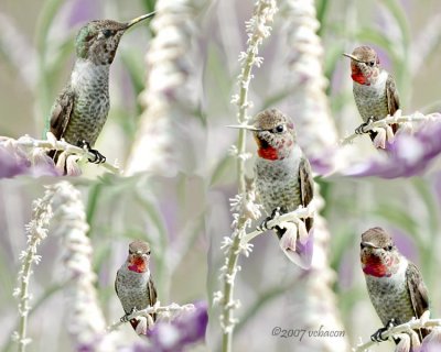 Fascinating Hummers