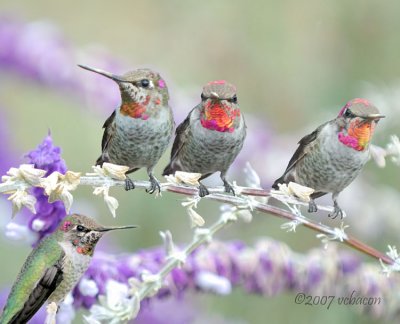 My Colorful Friends