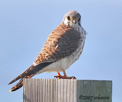 American Kestrel
