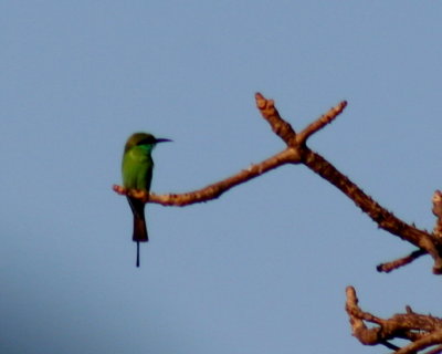 Small green bee-eater