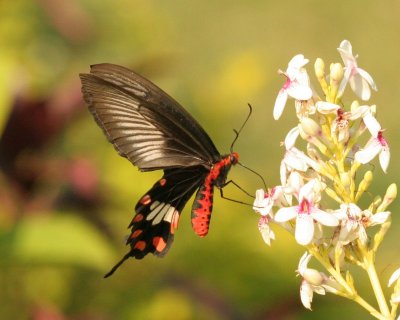 Crimson rose Swallowtail (Male)