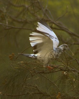 White pegion