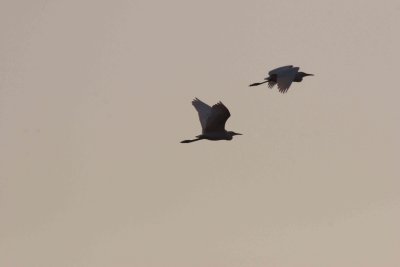 Egret's flight