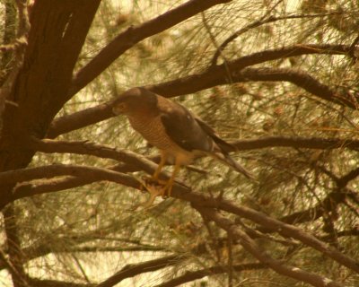 Sparrowhawk with its prey