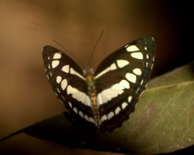 Common Sailor butterfly