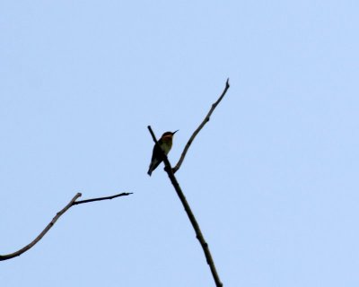 chestnut headed bee-eater