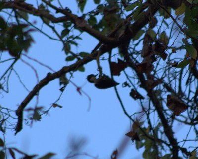 pied woodpecker