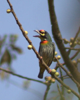 Crimsonbreasted Brbet (coppersmith)