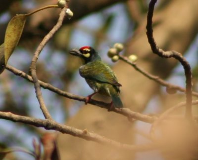 Crimsonbreasted Barbet (also known as Coppersmith)