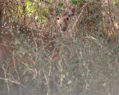 We spotted a spotted deer