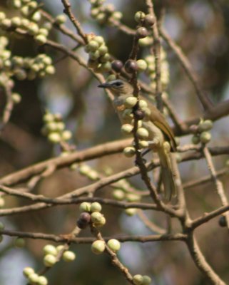 Whitebrowed bulbul