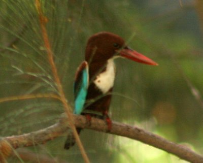 Whitebreasted Kingfisher