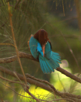 Whitebreasted Kingfisher