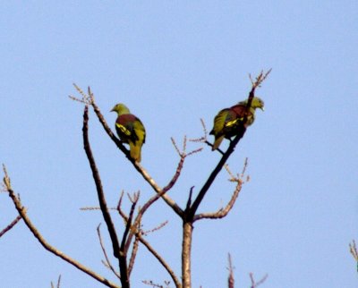 Pompedour Green Pigeon