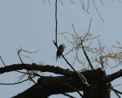 Asian brown fly catcher