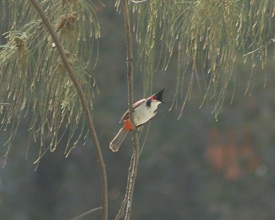 Red whiskered Bulbul