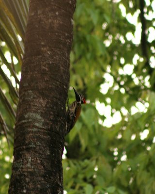 Lesser Flame backed wood pecker