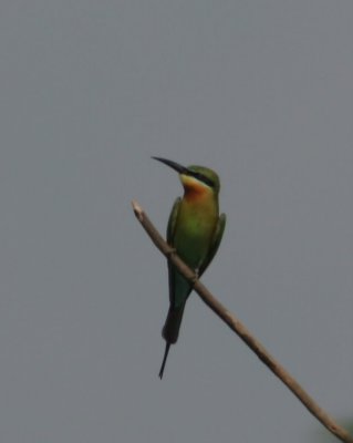 Blue tailed bee-eater