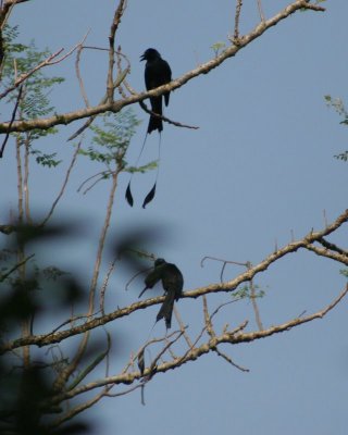 Racket Tailed Drongos