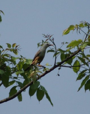 Chestnut-tailed Starling (Grey headed Myna)