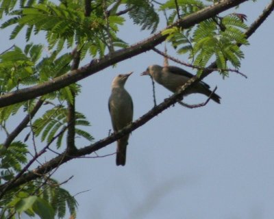Chestnut-tailed Starling (Grey headed Myna)