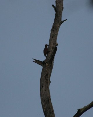 Roofus Woodpecker