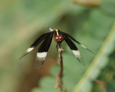 Pied paddy skimmer