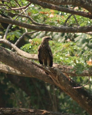 Black Kite (Juvenile)