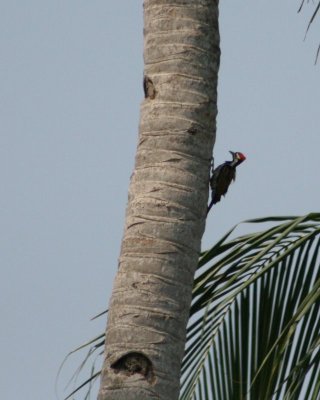 Lesser Flame backed woodpecker