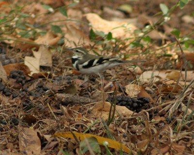 Forest wagtail
