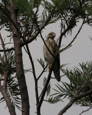 White-eyed Buzzard