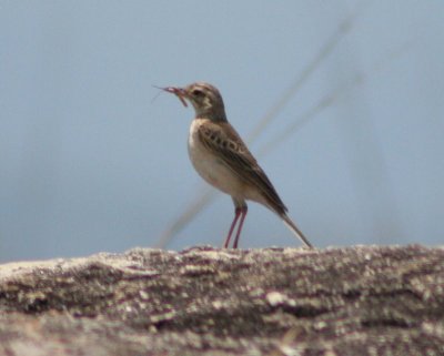 Tawny pipit