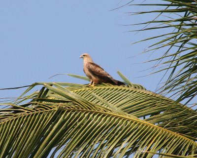 Bhraminy Kite (Juvenile)