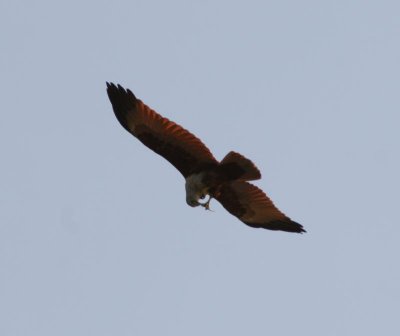 Bhraminy kite with food in flight