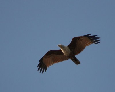 Bhraminy kite