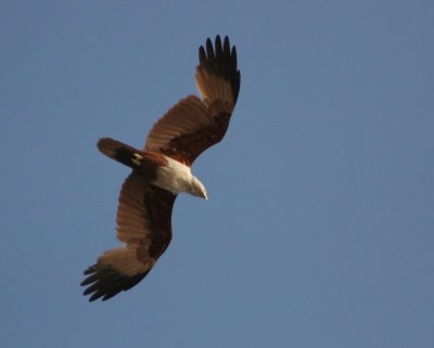 Bhraminy kite