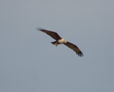 Bhraminy kite