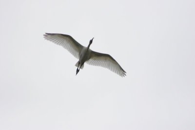 Black Headed Ibis