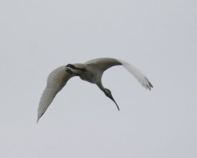 Black Headed Ibis