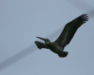 The flight of a Pelican
