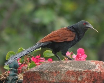 Crow Pheasant or Coucal