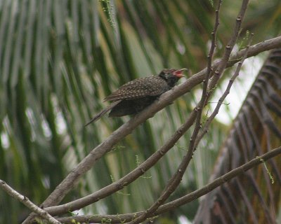 Female Cuckoo